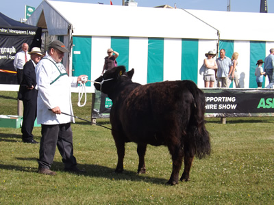 yorkshire show 2013 012